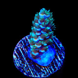 TSA Silver Surfer Tenuis Acropora Coral