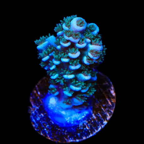 TSA Silver Surfer Tenuis Acropora Coral