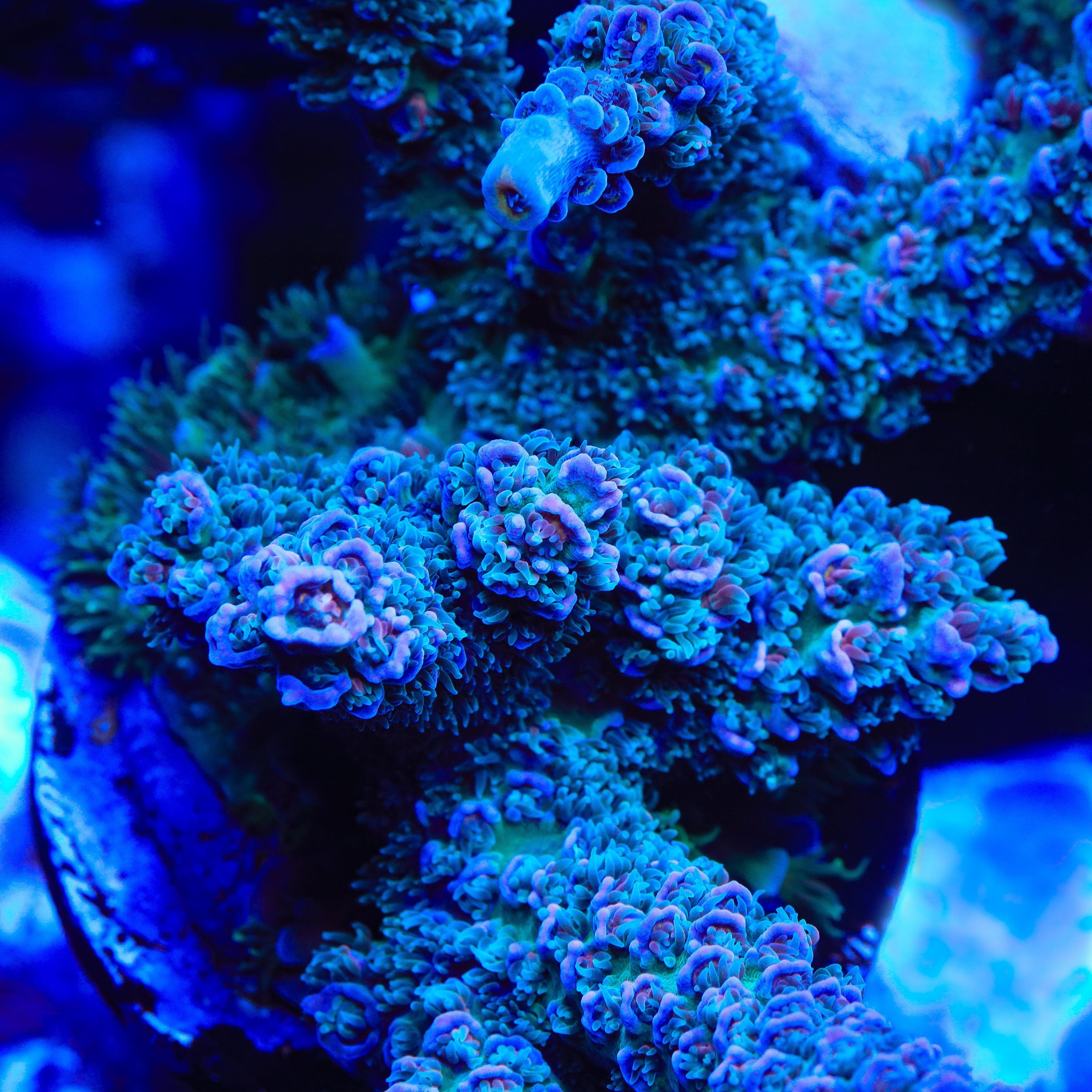 TSA Silver Surfer Tenuis Acropora Coral
