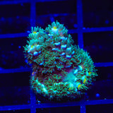 TSA Silver Surfer Tenuis Acropora Coral