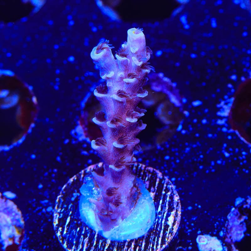 TSA Sin City Acropora Coral