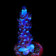 TSA Sin City Tenuis Acropora Coral