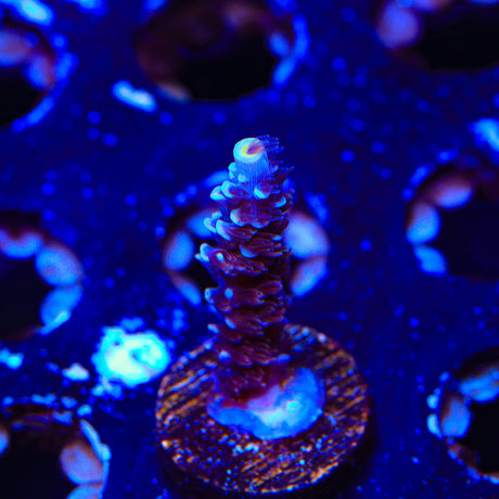 TSA Sin City Tenuis Acropora Coral