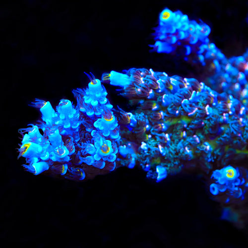 TSA Sin City Tenuis Acropora Coral