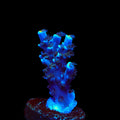 TSA Sin City Tenuis Acropora Coral