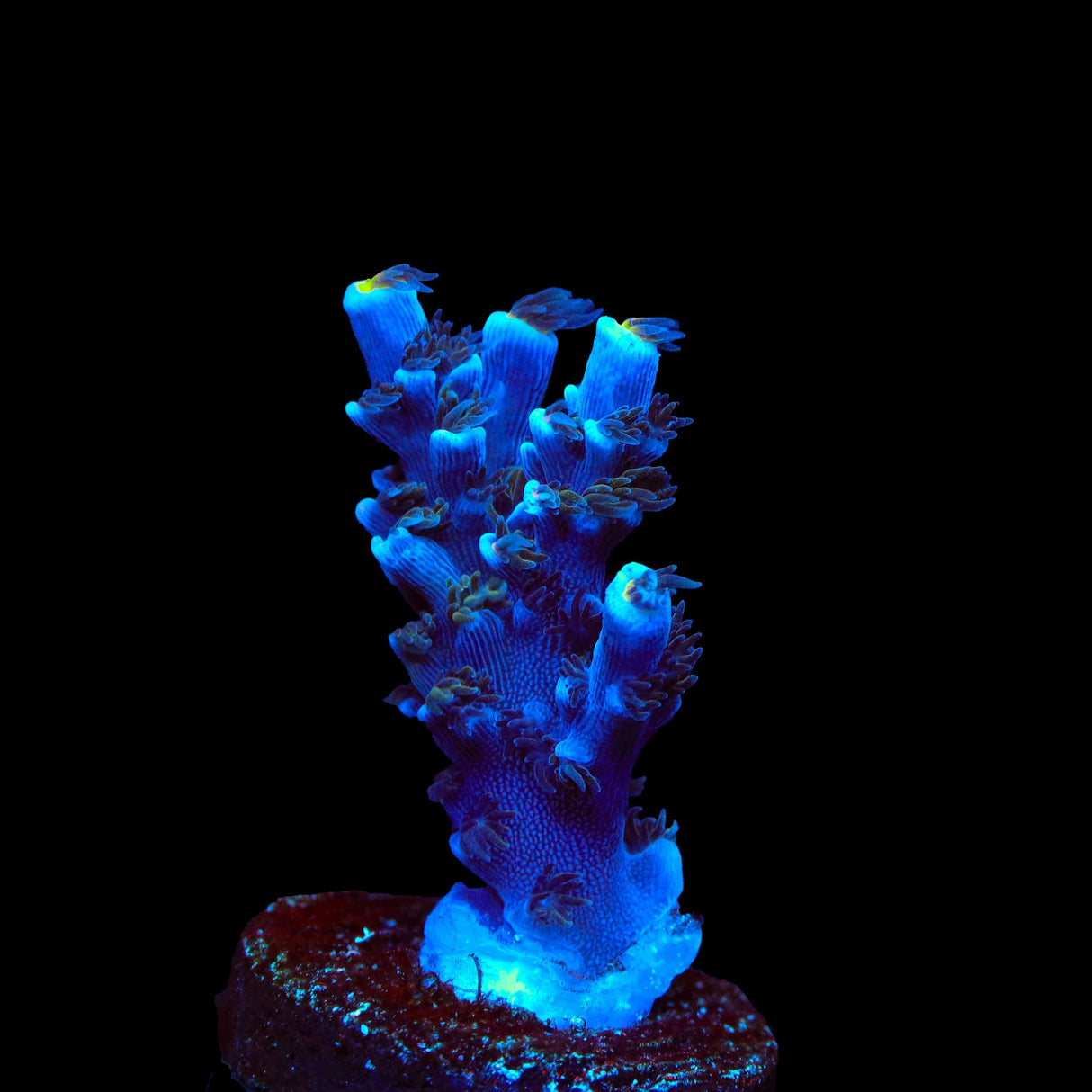 TSA Sin City Tenuis Acropora Coral