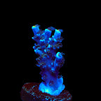 TSA Sin City Tenuis Acropora Coral