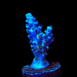TSA Sin City Tenuis Acropora Coral
