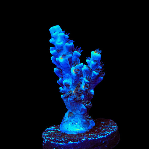 TSA Sin City Tenuis Acropora Coral