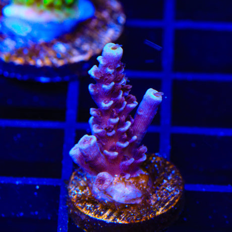 TSA Sin City Tenuis Acropora Coral