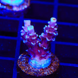 TSA Sin City Tenuis Acropora Coral