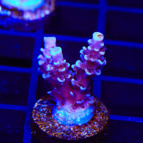 TSA Sin City Tenuis Acropora Coral