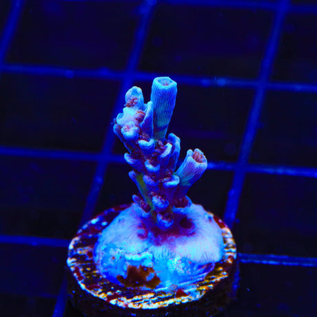 TSA Sin City Tenuis Acropora Coral