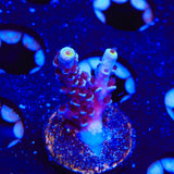 TSA Sin City Tenuis Acropora Coral