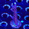 TSA Sin City Tenuis Acropora Coral