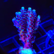TSA Sin City Tenuis Acropora Coral