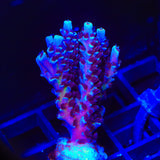 TSA Sin City Tenuis Acropora Coral