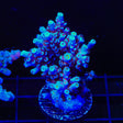 TSA Sin City Tenuis Acropora XL Frag Coral
