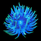 TSA Slam Duncan Coral