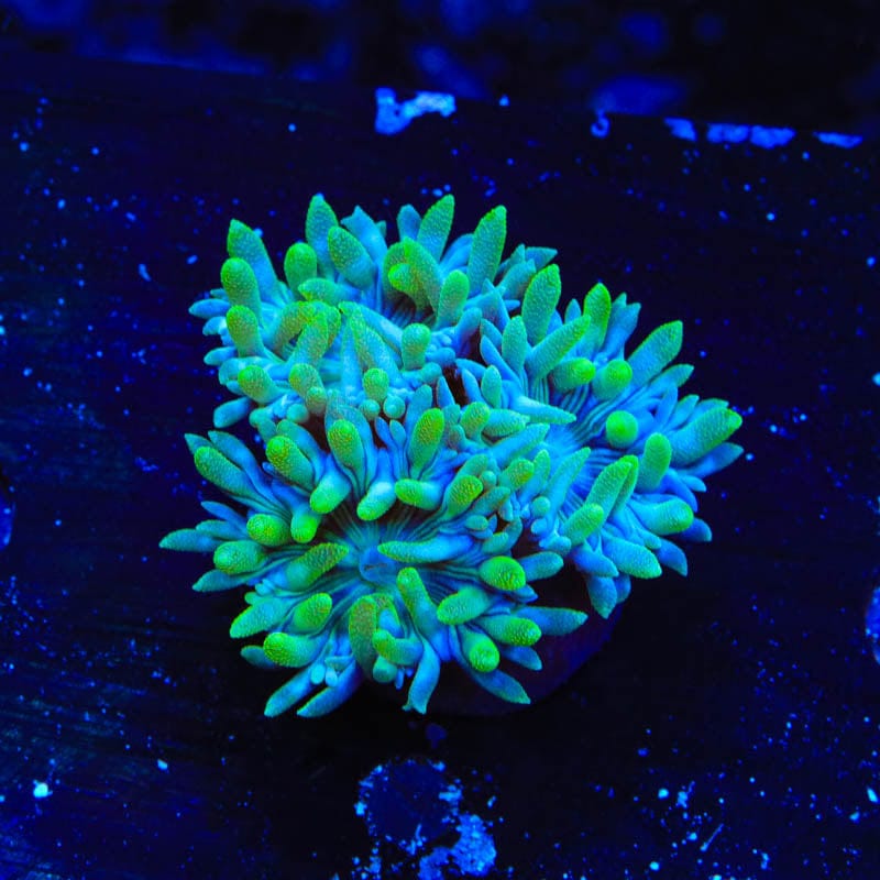 TSA Slam Duncan Coral