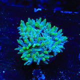TSA Slam Duncan Coral