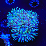 TSA Slam Duncan Coral