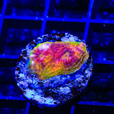 TSA Smoothie Blast Chalice Coral