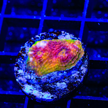 TSA Smoothie Blast Chalice Coral