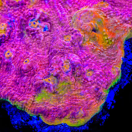 TSA Smoothie Blast Chalice Coral