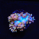 TSA Smoothie Goniopora Coral