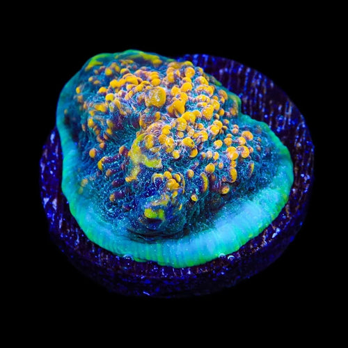 TSA Smoothie King Chalice Coral