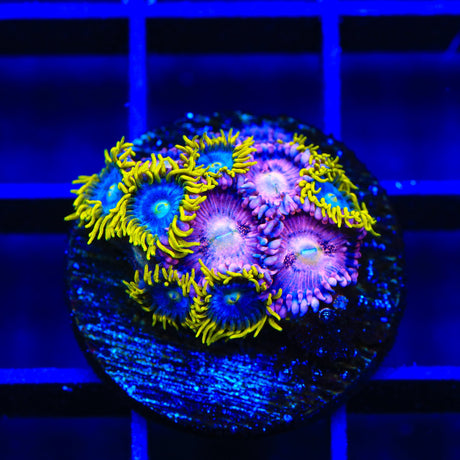 TSA Smurfette and Halle Berry Combo Zoanthids Coral