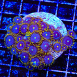 TSA Smurfette Zoanthids Colony Coral