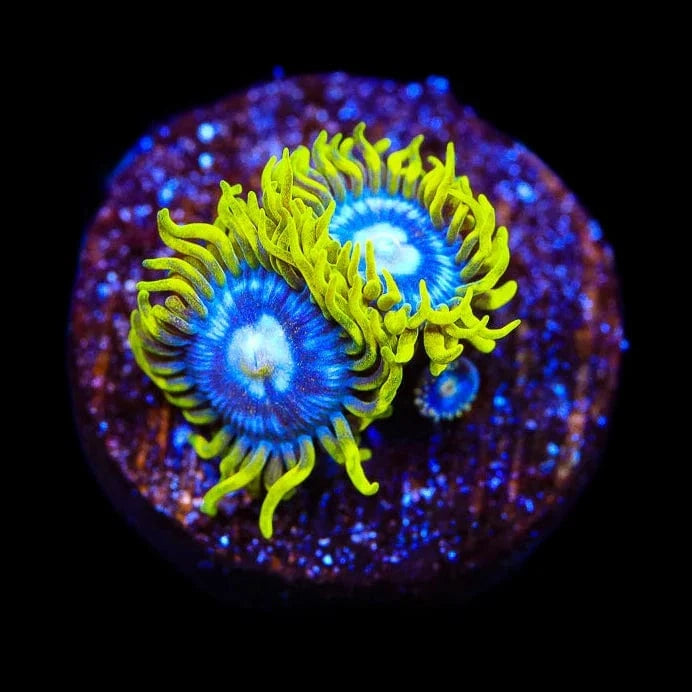 TSA Smurfette Zoanthids Coral