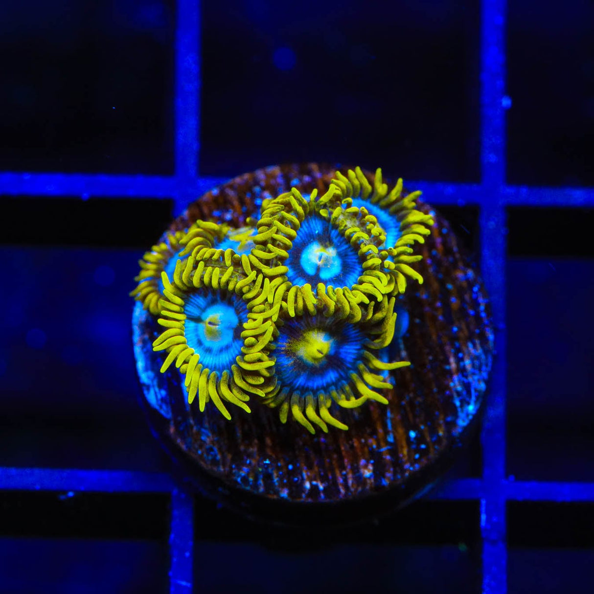 TSA Smurfette Zoanthids Coral
