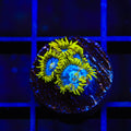 TSA Smurfette Zoanthids Coral