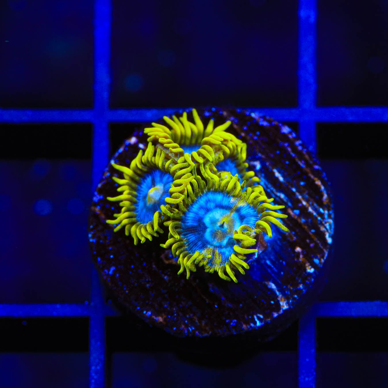 TSA Smurfette Zoanthids Coral