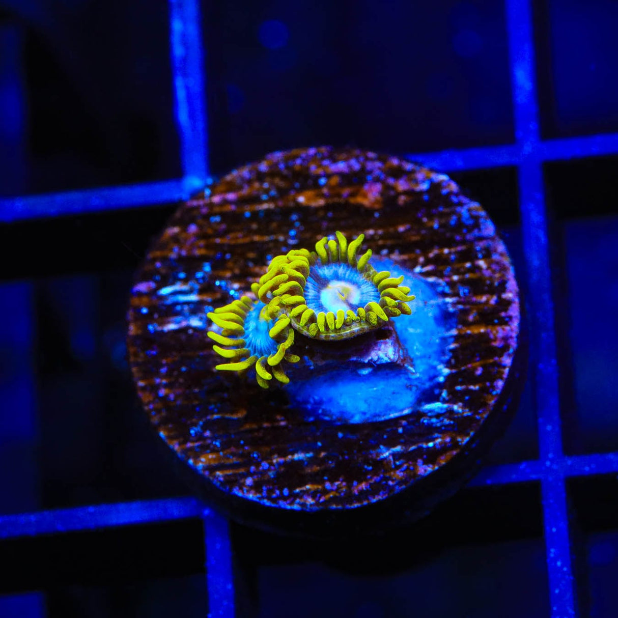 TSA Smurfette Zoanthids Coral