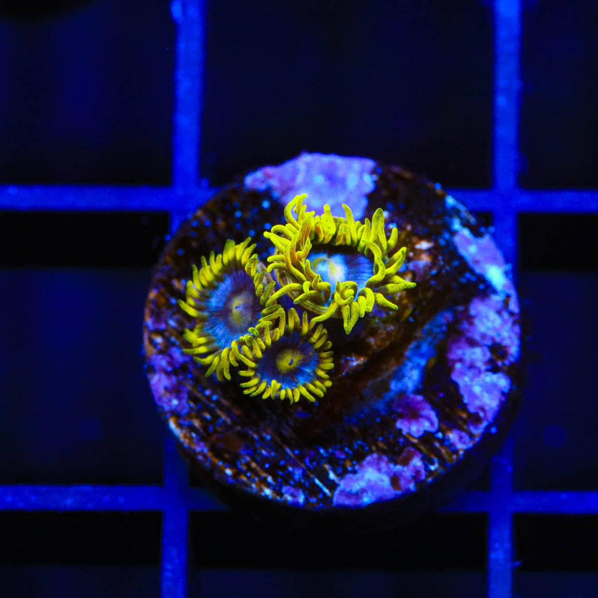 TSA Smurfette Zoanthids Coral