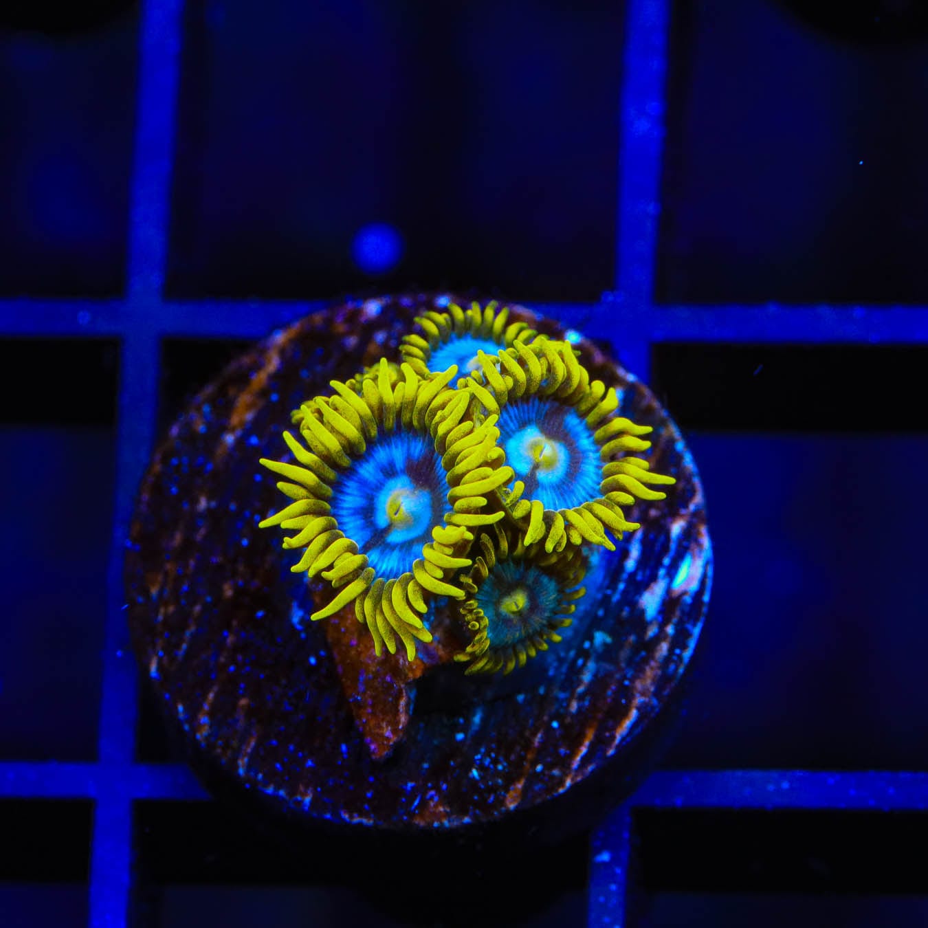 TSA Smurfette Zoanthids Coral