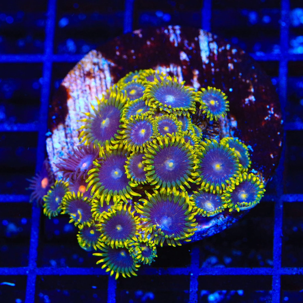 TSA Smurfette Zoanthids XL Frag Coral