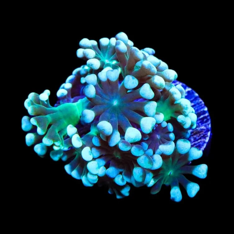 TSA Snow Top Alveopora Coral