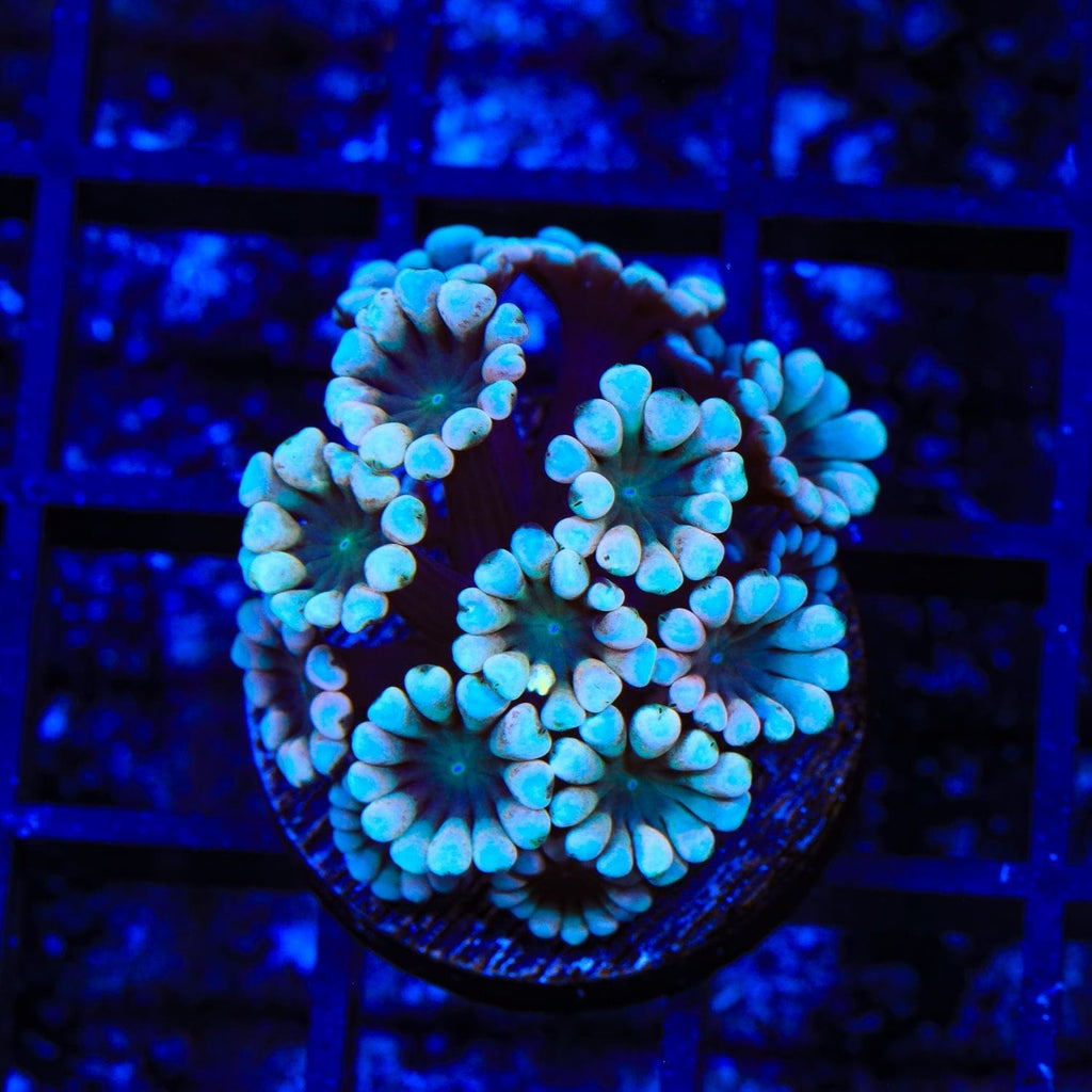 TSA Snow Top Alveopora Coral
