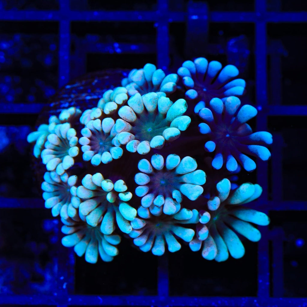 TSA Snow Top Alveopora Coral