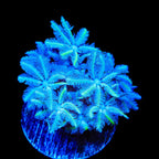 TSA Snowday Pipe Organ Coral