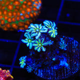 TSA Snowday Pipe Organ Coral