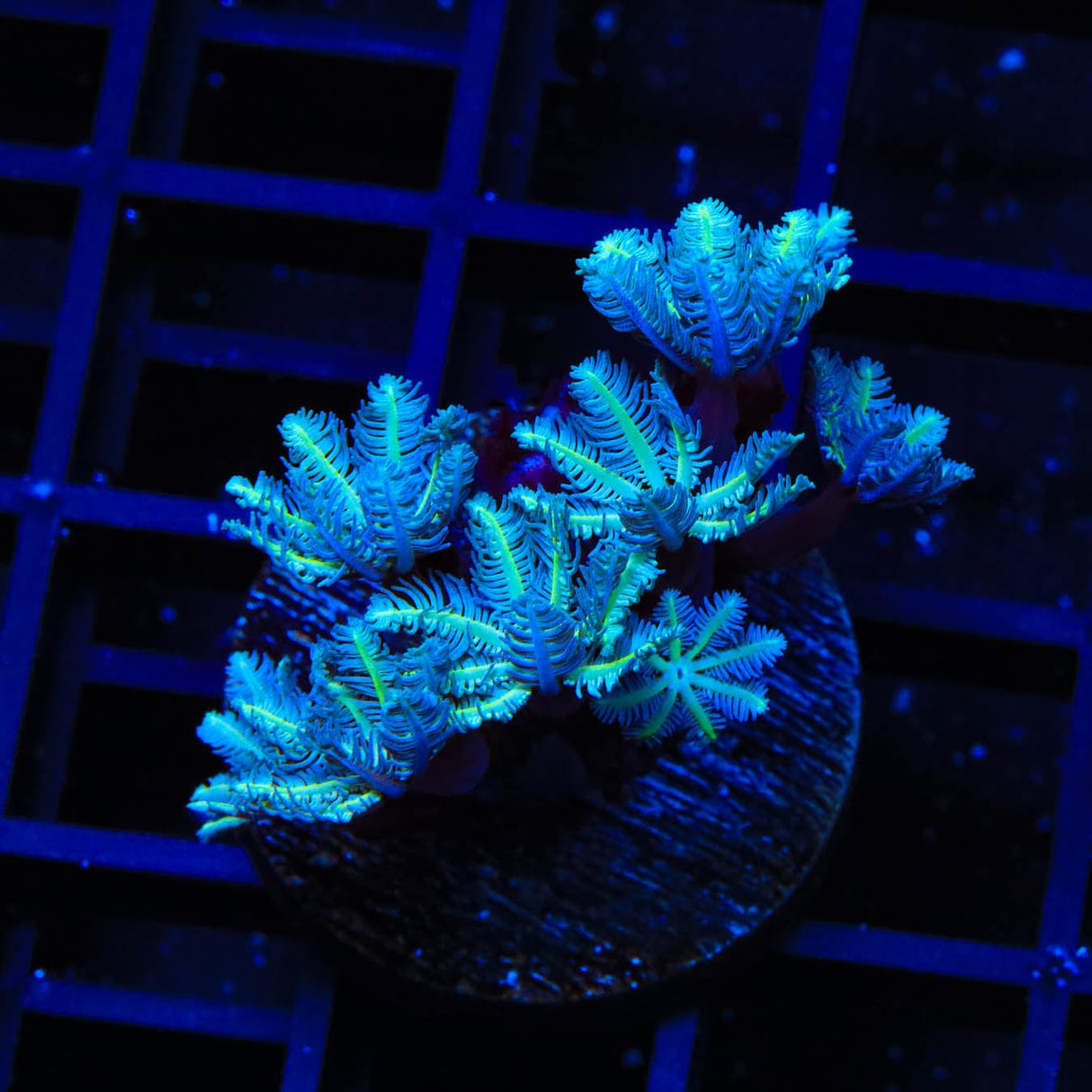 TSA Snowday Pipe Organ Coral