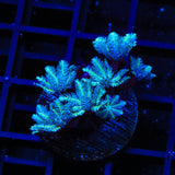 TSA Snowday Pipe Organ Coral
