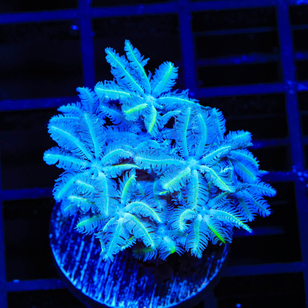 TSA Snowday Pipe Organ Coral