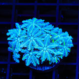 TSA Snowday Pipe Organ Coral